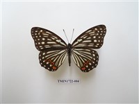 藏品(紅星脈蛺蝶)的圖片